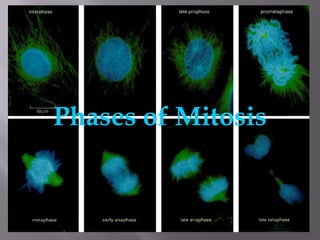 Phases of Mitosis
 