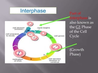 Interphase   Part of
             Interphase is
             also known as
             the G1 Phase
             of the Cell
             Cycle


             (Growth
             Phase)
 