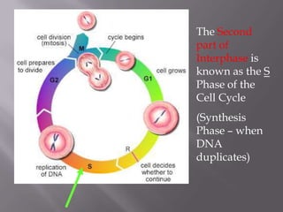 The Second
part of
Interphase is
known as the S
Phase of the
Cell Cycle
(Synthesis
Phase – when
DNA
duplicates)
 