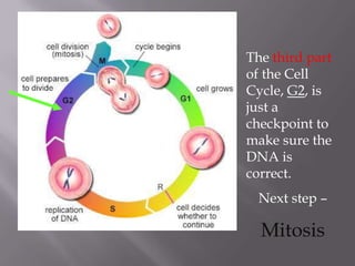 The third part
of the Cell
Cycle, G2, is
just a
checkpoint to
make sure the
DNA is
correct.
  Next step –

  Mitosis
 