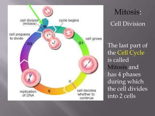 Mitosis:
 Cell Division


The last part of
the Cell Cycle
is called
Mitosis and
has 4 phases
during which
the cell divides
into 2 cells
 