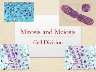 Mitosis and Meiosis
Cell Division
 