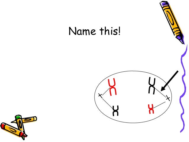 Mitosis Meiosis 2009