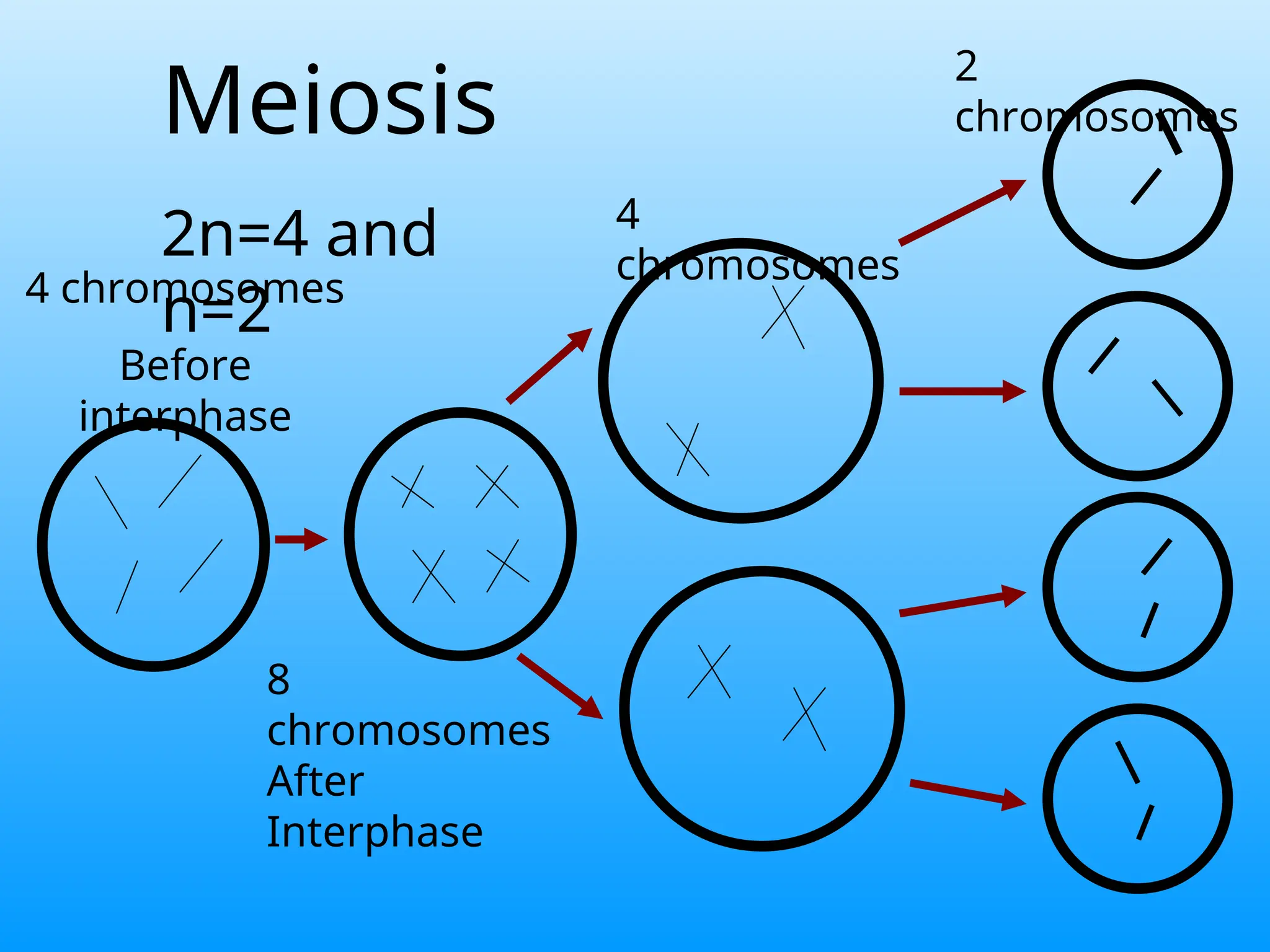 Mitosis--meiosis, comparison of mitosis and meiosis | PPT