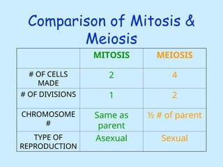 Mitosis--meiosis, comparison of mitosis and meiosis | PPT