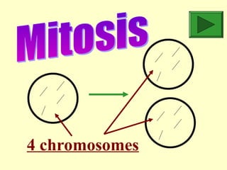 Mitosis--meiosis, comparison of mitosis and meiosis | PPT