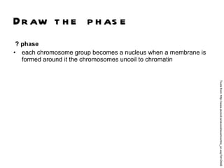 Draw the phase ? phase each chromosome group becomes a nucleus when a membrane is formed around it the chromosomes uncoil to chromatin Texts from: http://www.skoool.ie/skoool/examcentre_sc.asp?id=2848 