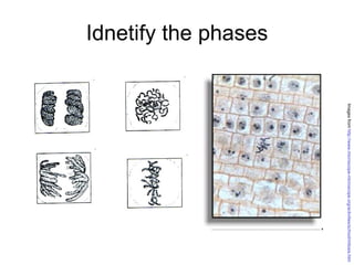 Idnetify the phases Images from  http://www.microscope-microscope.org/activities/school/mitosis.htm 