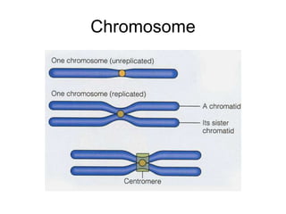 Chromosome 