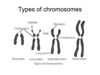 Types of chromosomes 