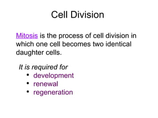 Cell Division  Mitosis  is the process of cell division in which one cell becomes two identical daughter cells. It is required for  development  renewal  regeneration 