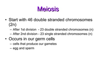 Meiosis Start with 46 double stranded chromosomes (2n) After 1st division  - 23 double stranded chromosomes (n)  After 2nd division - 23 single stranded chromosomes (n) Occurs in our germ cells   cells that produce our gametes egg and sperm  