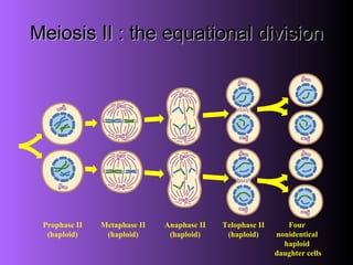 Meiosis II : the equational division Prophase II (haploid) Metaphase II (haploid) Anaphase II (haploid) Telophase II (haploid) Four  nonidentical  haploid  daughter cells 