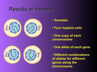 Results of meiosis Gametes Four haploid cells One copy of each chromosome  One allele of each gene Different combinations of alleles for different genes along the chromosome 