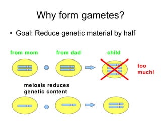 Why form gametes? Goal: Reduce genetic material by half from mom from dad child meiosis reduces genetic content too much! 