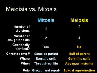 Meioisis   vs . Mitosis Mitosis Meiosis Number of divisions 1 2 Number of daughter cells 2 4 Genetically identical? Yes No Chromosome # Same as parent Half of parent Where Somatic cells Germline cells When Throughout life At sexual maturity Role Growth and repair Sexual reproduction 