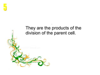 They are the products of the division of the parent cell. 5 