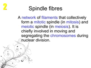 Spindle fibres A  network  of  filaments  that collectively form a  mitotic   spindle  (in  mitosis ) and  meiotic   spindle  (in  meiosis ). It is chiefly involved in moving and segregating the  chromosomes  during nuclear division. 2 