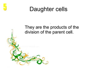 Daughter cells They are the products of the division of the parent cell. 5 