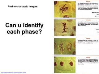 Can u identify  each phase? http://buenconsejoicod.com/wordpress/?p=60 Real microscopic images: 
