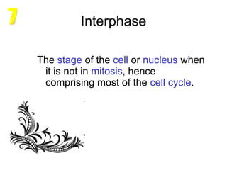 Interphase The  stage  of the  cell  or  nucleus  when it is not in  mitosis , hence comprising most of the  cell   cycle . 7 