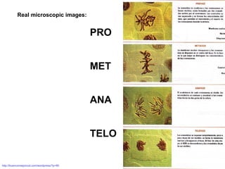 PRO MET ANA TELO http://buenconsejoicod.com/wordpress/?p=60 Real microscopic images: 