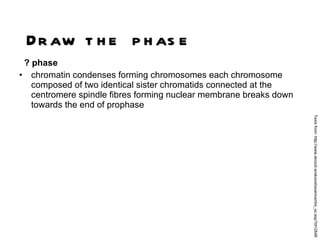 ? phase chromatin condenses forming chromosomes each chromosome composed of two identical sister chromatids connected at the centromere spindle fibres forming nuclear membrane breaks down towards the end of prophase  Draw the phase Texts from: http://www.skoool.ie/skoool/examcentre_sc.asp?id=2848 