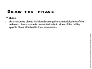 ? phase chromosomes placed individually along the equatorial plane of the cell each chromosome is connected to both sides of the cell by spindle fibres attached to the centromeres  Draw the phase Texts from: http://www.skoool.ie/skoool/examcentre_sc.asp?id=2848 