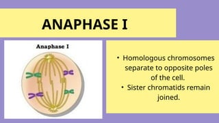 MITOSIS-MEIOSIS with the different stages of cell division | PPTX