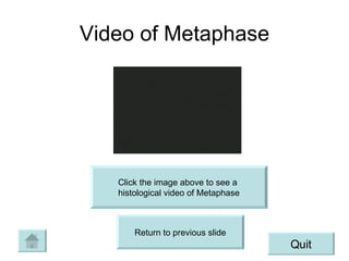 Video of Metaphase Click the image above to see a  histological video of Metaphase Return to previous slide Quit 