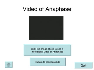 Video of Anaphase Click the image above to see a  histological video of Anaphase Return to previous slide Quit 