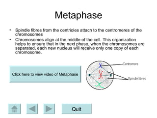 Metaphase Spindle fibres from the centrioles attach to the centromeres of the chromosomes Chromosomes align at the middle of the cell. This organization helps to ensure that in the next phase, when the chromosomes are separated, each new nucleus will receive only one copy of each chromosome. Quit Click here to view video of Metaphase 