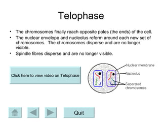 Telophase The chromosomes finally reach opposite poles (the ends) of the cell. The nuclear envelope and nucleolus reform around each new set of chromosomes.  The chromosomes disperse and are no longer visible. Spindle fibres disperse and are no longer visible. Quit Click here to view video on Telophase 