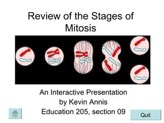 Review of the Stages of Mitosis An Interactive Presentation by Kevin Annis Education 205, section 09 Quit 