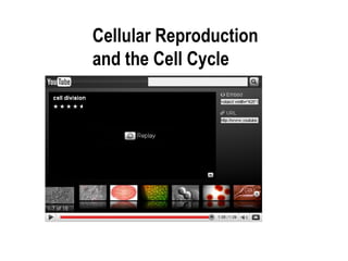 Cellular Reproduction and the Cell Cycle 