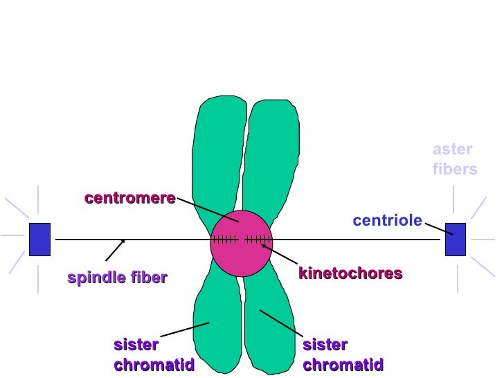 Mitosis