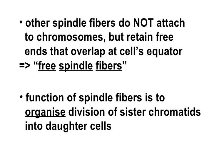 spindle fibers in mitosis spindle fibers in mitosis