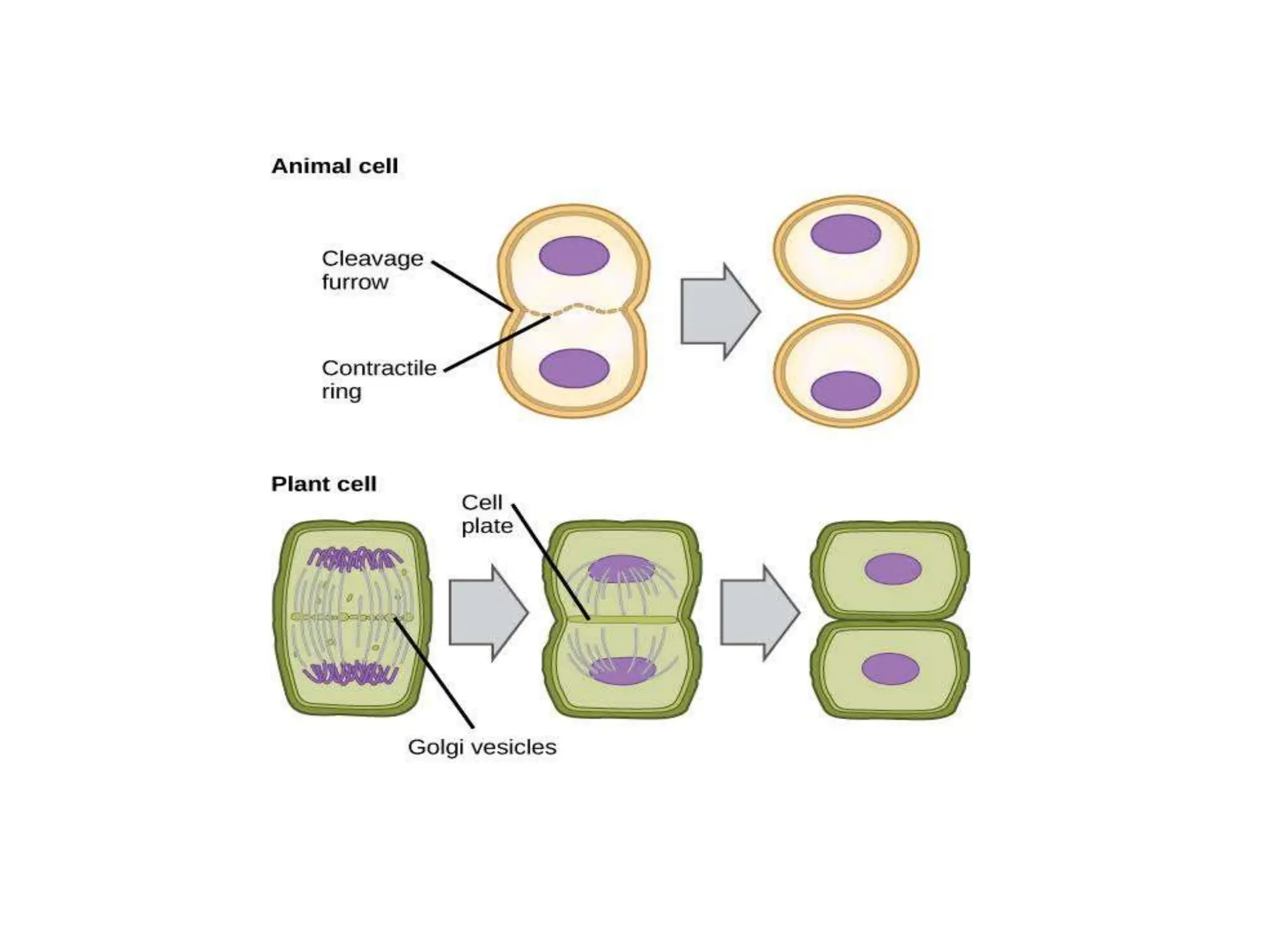 MITOSIS B Ed Seminar Presentation .pptx