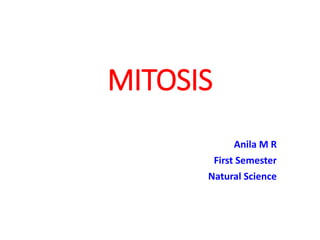MITOSIS
Anila M R
First Semester
Natural Science
 