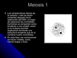 Meiosis 1  Las características típicas de la meiosis I, solo se hacen evidentes después de la replicación del DNA, en lugar de separarse las cromátidas hermanas se comportan como bivalente o una unidad, como si no hubiera ocurrido duplicación formando una estructura bivalente que en si contiene cuatro cromátidas.  En esta fase, los cromosomas se hacen visibles, como hebras largas y finas.  