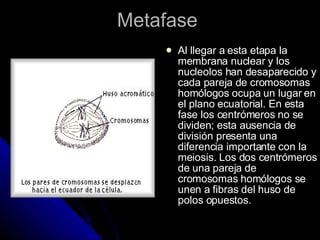Metafase  Al llegar a esta etapa la membrana nuclear y los nucleolos han desaparecido y cada pareja de cromosomas homólogos ocupa un lugar en el plano ecuatorial. En esta fase los centrómeros no se dividen; esta ausencia de división presenta una diferencia importante con la meiosis. Los dos centrómeros de una pareja de cromosomas homólogos se unen a fibras del huso de polos opuestos.  