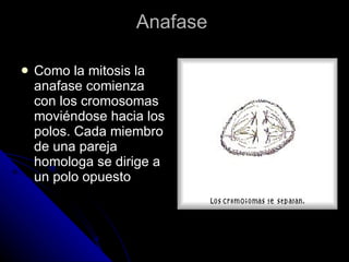 Anafase  Como la mitosis la anafase comienza con los cromosomas moviéndose hacia los polos. Cada miembro de una pareja homologa se dirige a un polo opuesto  
