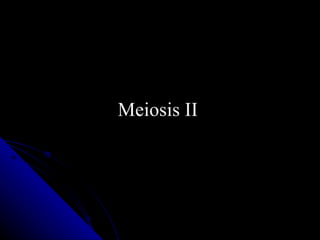 Meiosis II 
