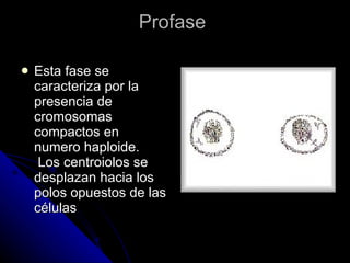 Profase  Esta fase se caracteriza por la presencia de cromosomas compactos en numero haploide.   Los centroiolos se desplazan hacia los polos opuestos de las células  