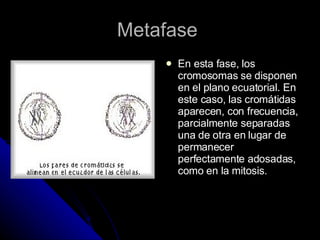 Metafase  En esta fase, los cromosomas se disponen en el plano ecuatorial. En este caso, las cromátidas aparecen, con frecuencia, parcialmente separadas una de otra en lugar de permanecer perfectamente adosadas, como en la mitosis.  