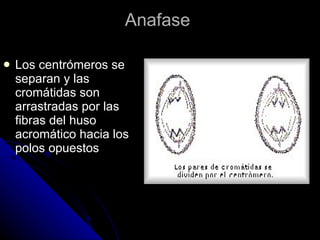 Anafase  Los centrómeros se separan y las cromátidas son arrastradas por las fibras del huso acromático hacia los polos opuestos  