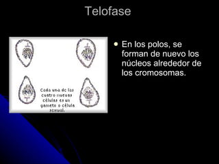 Telofase  En los polos, se forman de nuevo los núcleos alrededor de los cromosomas.  