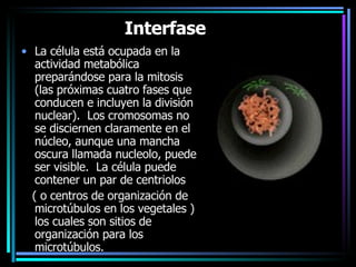 Interfase     La célula está ocupada en la actividad metabólica preparándose para la mitosis (las próximas cuatro fases que conducen e incluyen la división nuclear).  Los cromosomas no se disciernen claramente en el núcleo, aunque una mancha oscura llamada nucleolo, puede ser visible.  La célula puede contener un par de centriolos ( o centros de organización de microtúbulos en los vegetales ) los cuales son sitios de organización para los microtúbulos.    
