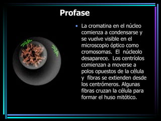 Profase    La cromatina en el núcleo comienza a condensarse y se vuelve visible en el microscopio óptico como cromosomas.  El  núcleolo desaparece.  Los centríolos comienzan a moverse a polos opuestos de la célula y  fibras se extienden desde los centrómeros. Algunas fibras cruzan la célula para formar el huso mitótico.   