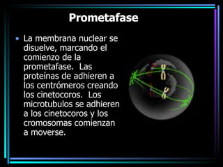 Prometafase     La membrana nuclear se disuelve, marcando el comienzo de la prometafase.  Las proteínas de adhieren a los centrómeros creando los cinetocoros.  Los microtubulos se adhieren a los cinetocoros y los cromosomas comienzan a moverse.   